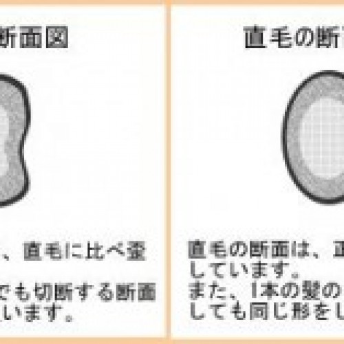 くせ毛の原因