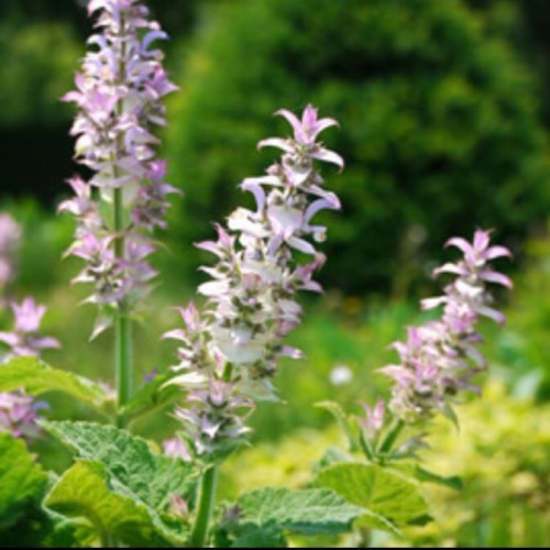 美容の大敵、ストレスに効くアロマ3つ!