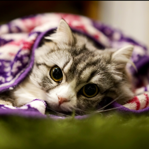 冷えの原因!7つの要因その③温かい料理ばかりだとドロドロ血液になりやすい!?