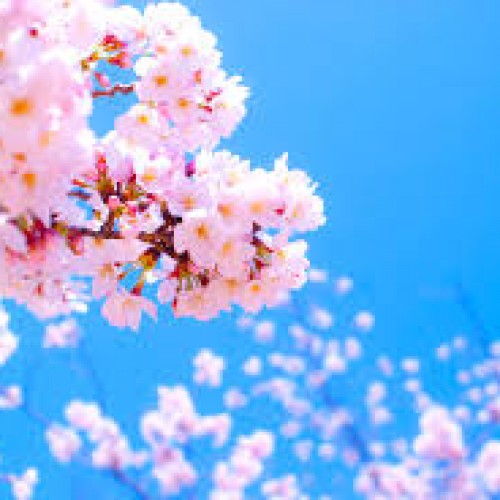 窪田理容美容専門学校 入学式