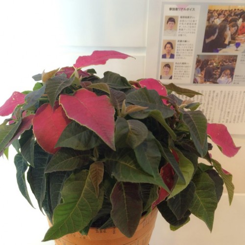 お客様からのプレゼント^_^