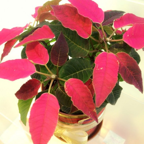 BASSA歴11年のお客様⭐︎