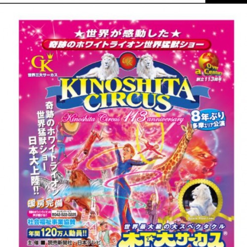 多摩地区でホワイトライオンが大暴れ。