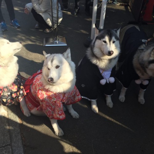 2016スタートIn山梨 ほったらかし温泉