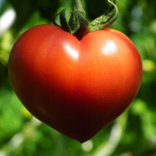 世界で1番好き!