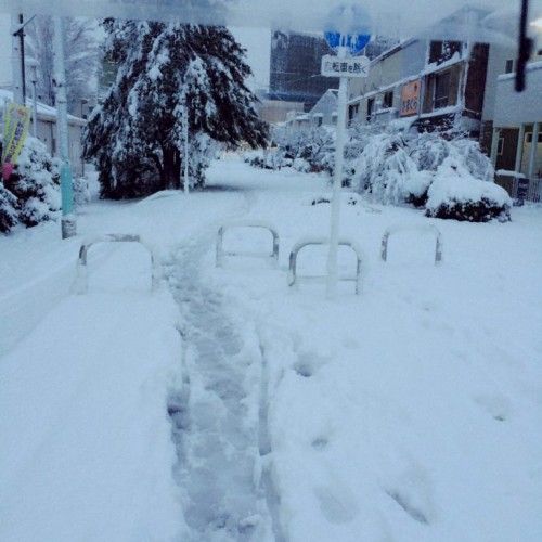 初雪です(*ﾟーﾟ*)
