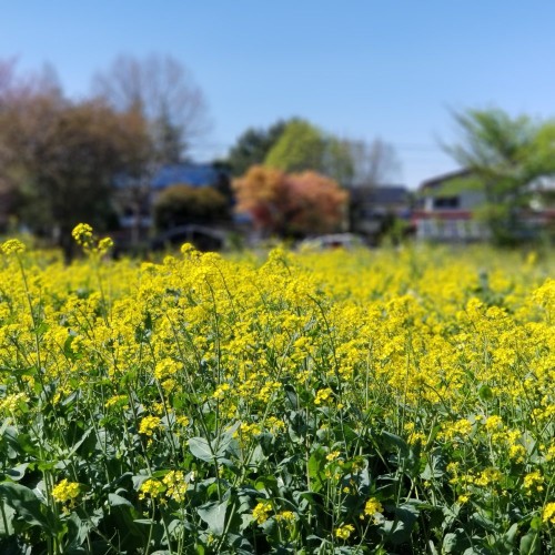 ステイホームで感じる春に感謝!!