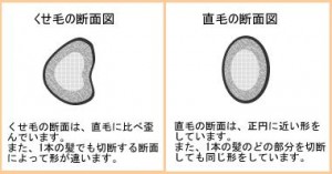 くせ毛の原因