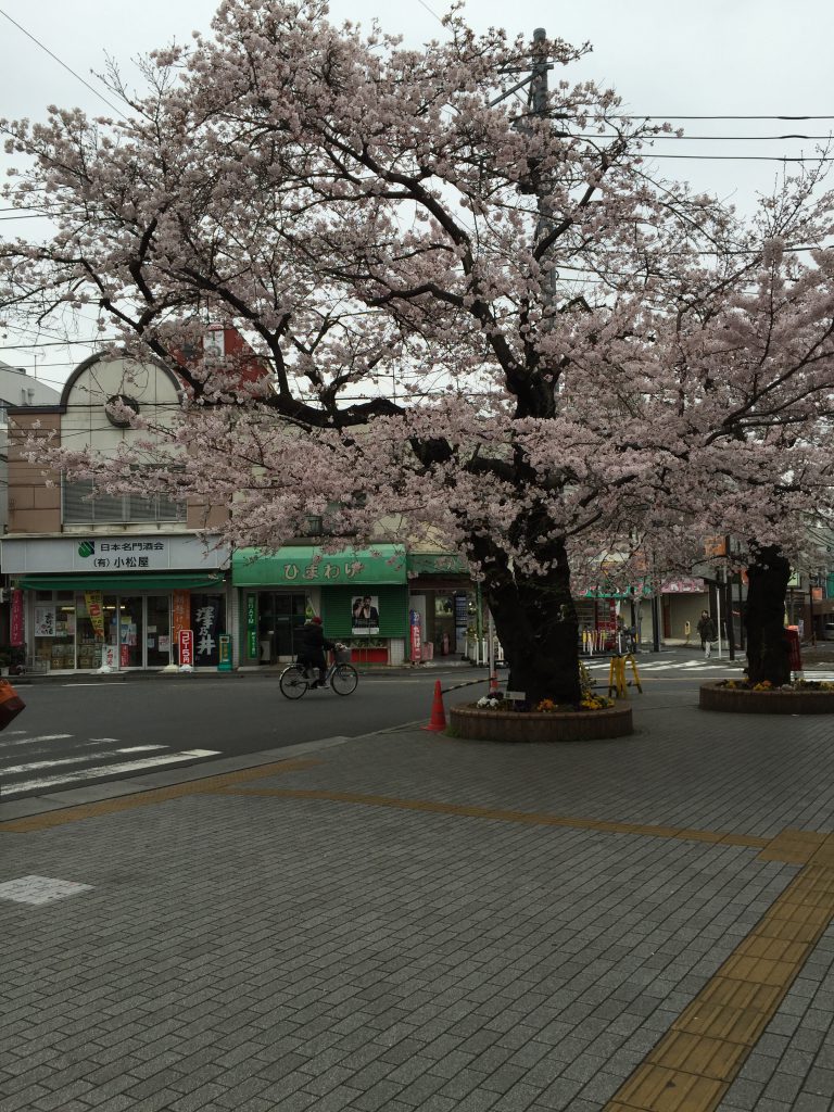 下井草の青柳さん