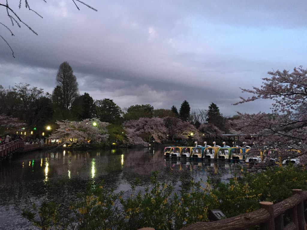 桜を見に井の頭公園へ…