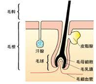 ☆紫外線による抜け毛☆