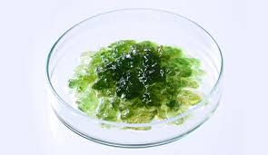 インプレア　スイゼンジノリエキス[保湿]　日本固有種の希少な藍藻。細胞同士が集まって塊をつくり、その周りを寒天のような天然高分子多糖ゲルが覆うことで、乾燥や外的刺激から細胞を守っている。肌上に均一なヴェールを形成し、肌の水分を抱え込む効果がある。